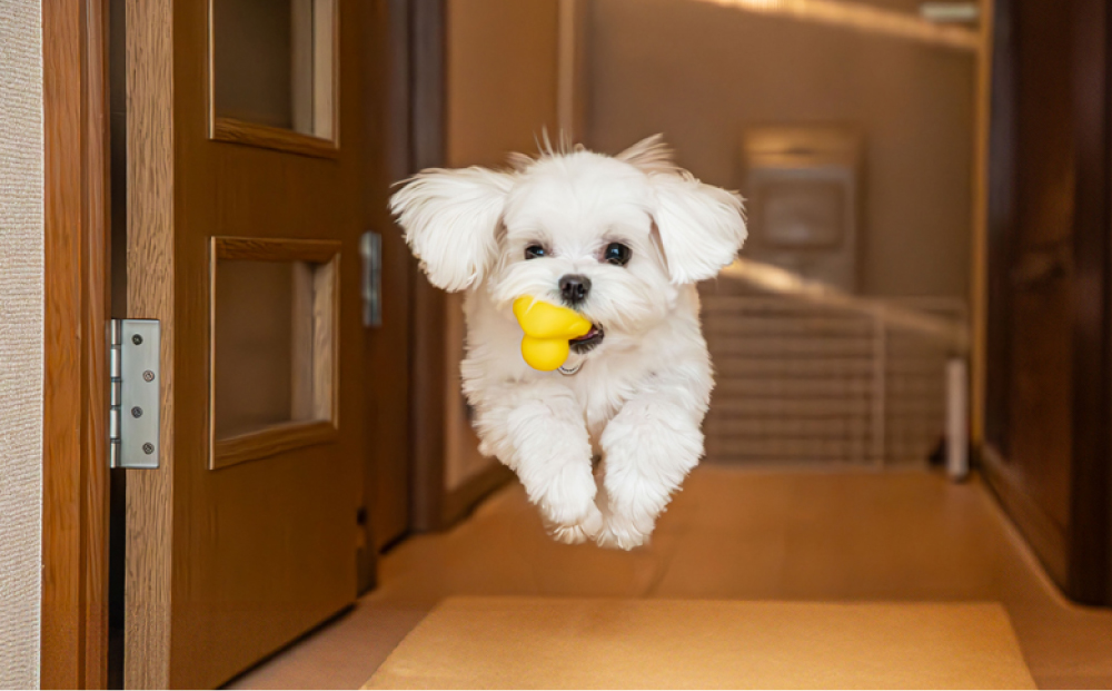 玄関ドアから飛び出すワンちゃん