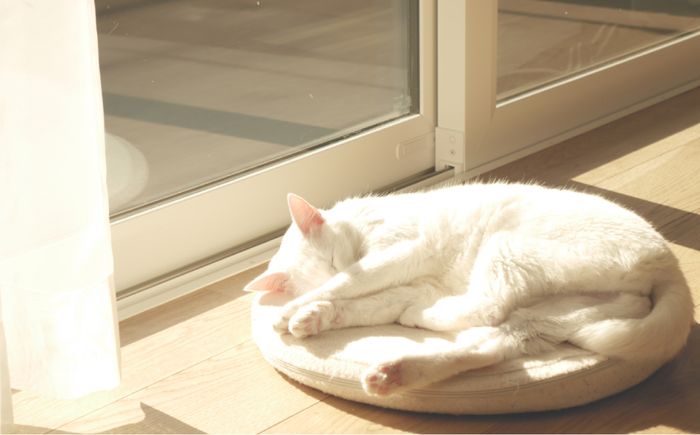 窓際でお昼寝している猫ちゃん